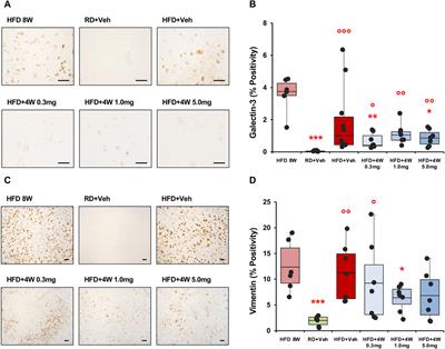 The galectin-3 inhibitor selvigaltin reduces liver inflammation and fibrosis in a high fat diet rabbit model of metabolic-associated steatohepatitis